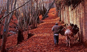 زیباترین روستاهای اطراف تهران در فصل پاییز؛ جلوه خیال‌انگیز پادشاه فصل‌ها در همین نزدیکی